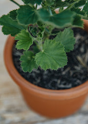 Fibrex Pelargonium Lord Bute in Terracotta Pot