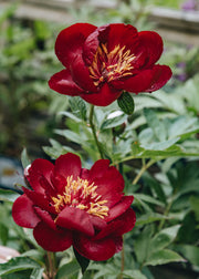 Paeonia 'Buckeye Belle', 3L
