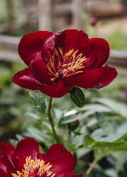 Paeonia Paeonia 'Buckeye Belle', 3L