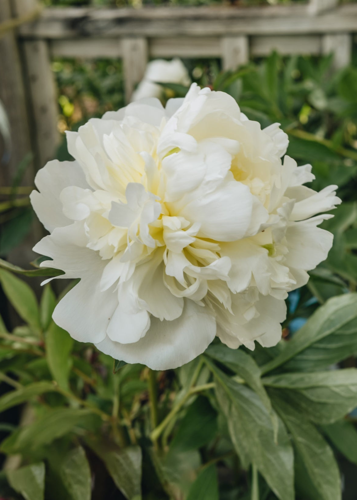 Paeonia lactiflora White Wings, 3L