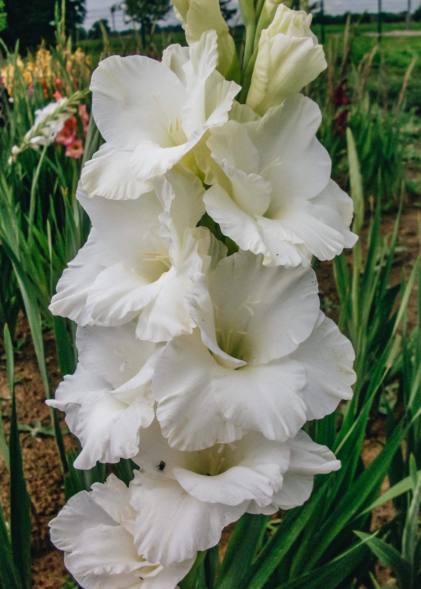 Gladiolus 'Paloma Blanca', pack of 15 corms
