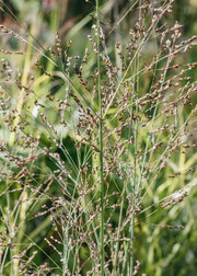 Panicum virgatum Heavy Metal