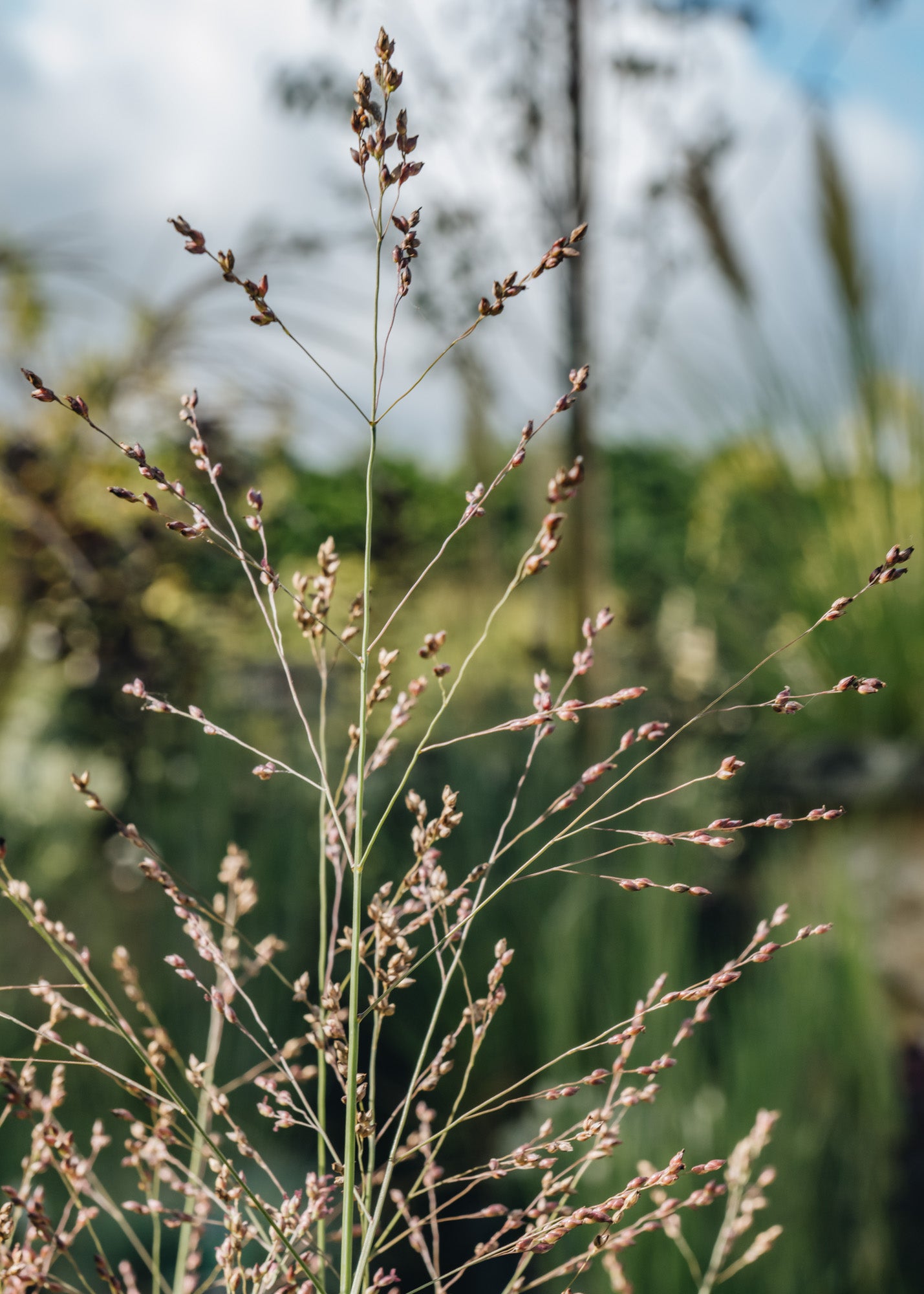 Panicum Panicum virgatum Heavy Metal