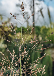 Panicum Panicum virgatum Heavy Metal