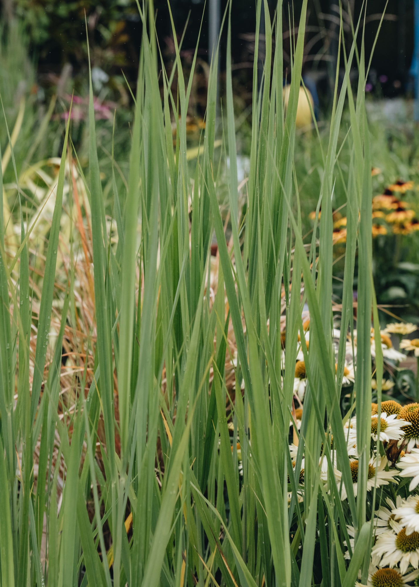 Panicum virgatum Northwind, 2/3L