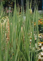 Panicum virgatum Northwind, 2/3L