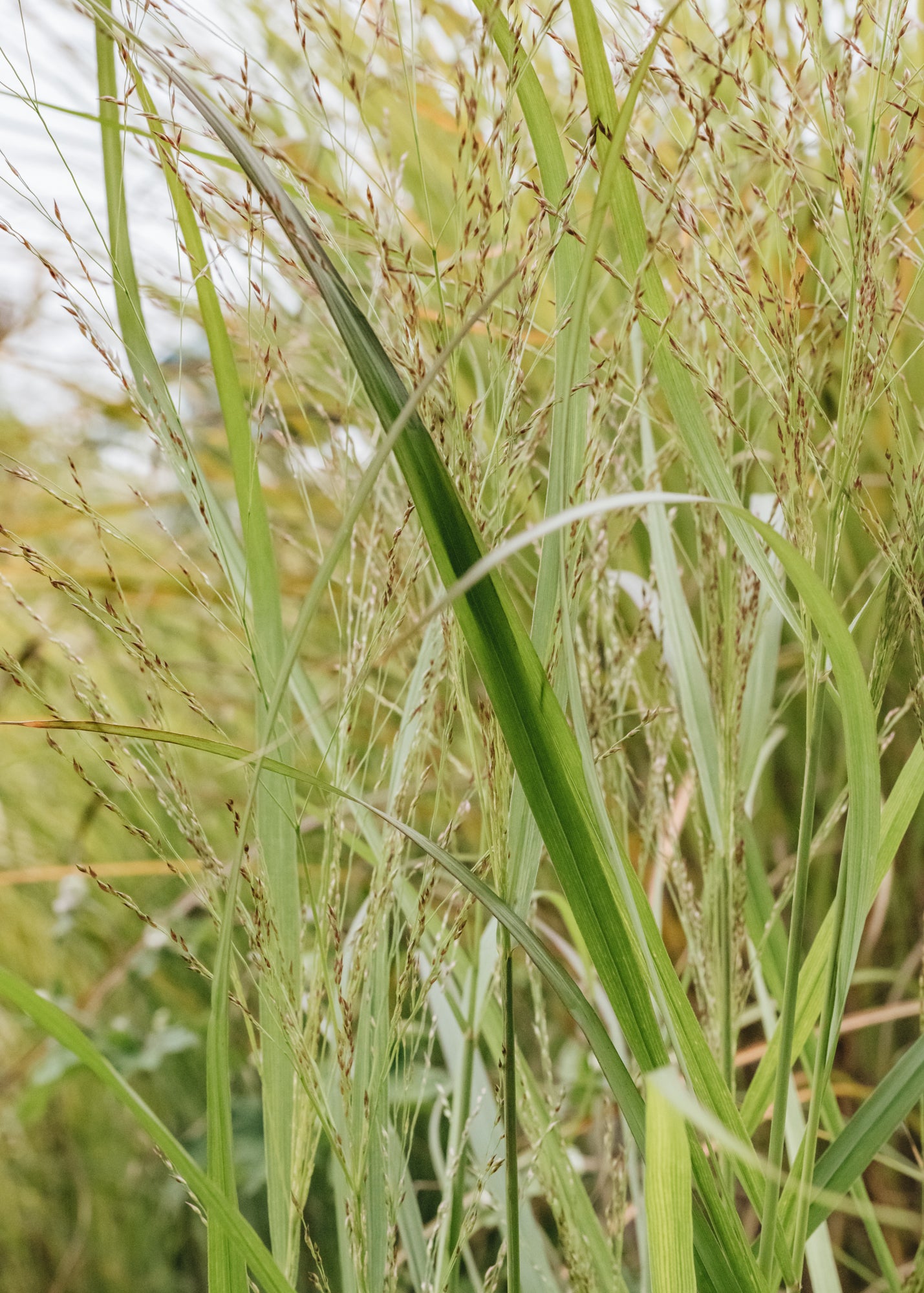 Panicum Virgatum Squaw, 5L