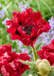 Papaver orientale 'Red Rumble', 2L