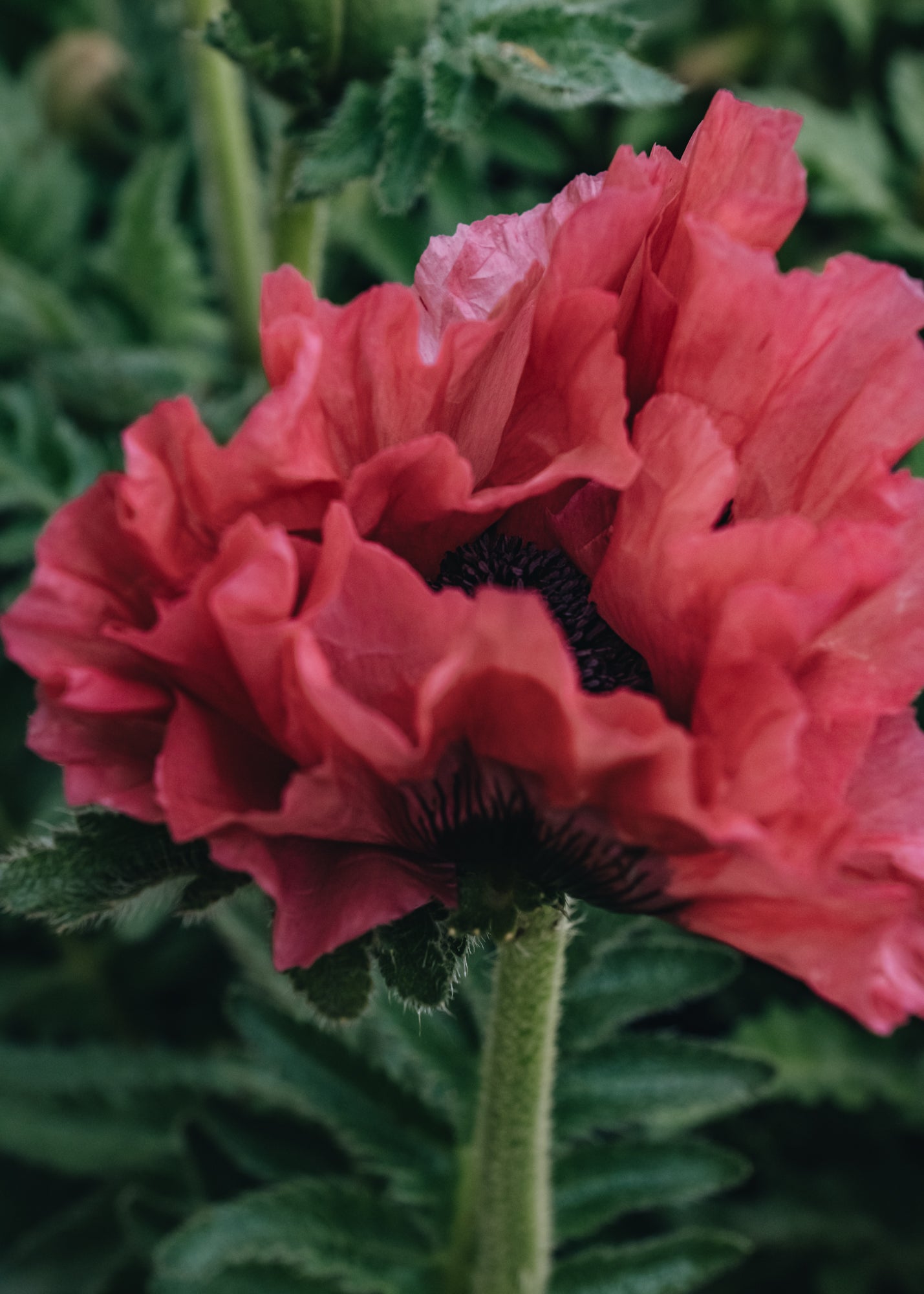 Papaver Papaver orientale Pink Perfection