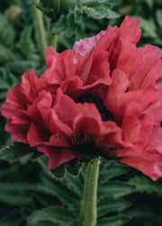 Papaver Papaver orientale Pink Perfection