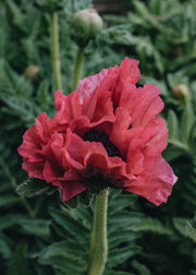 Papaver orientale Pink Perfection