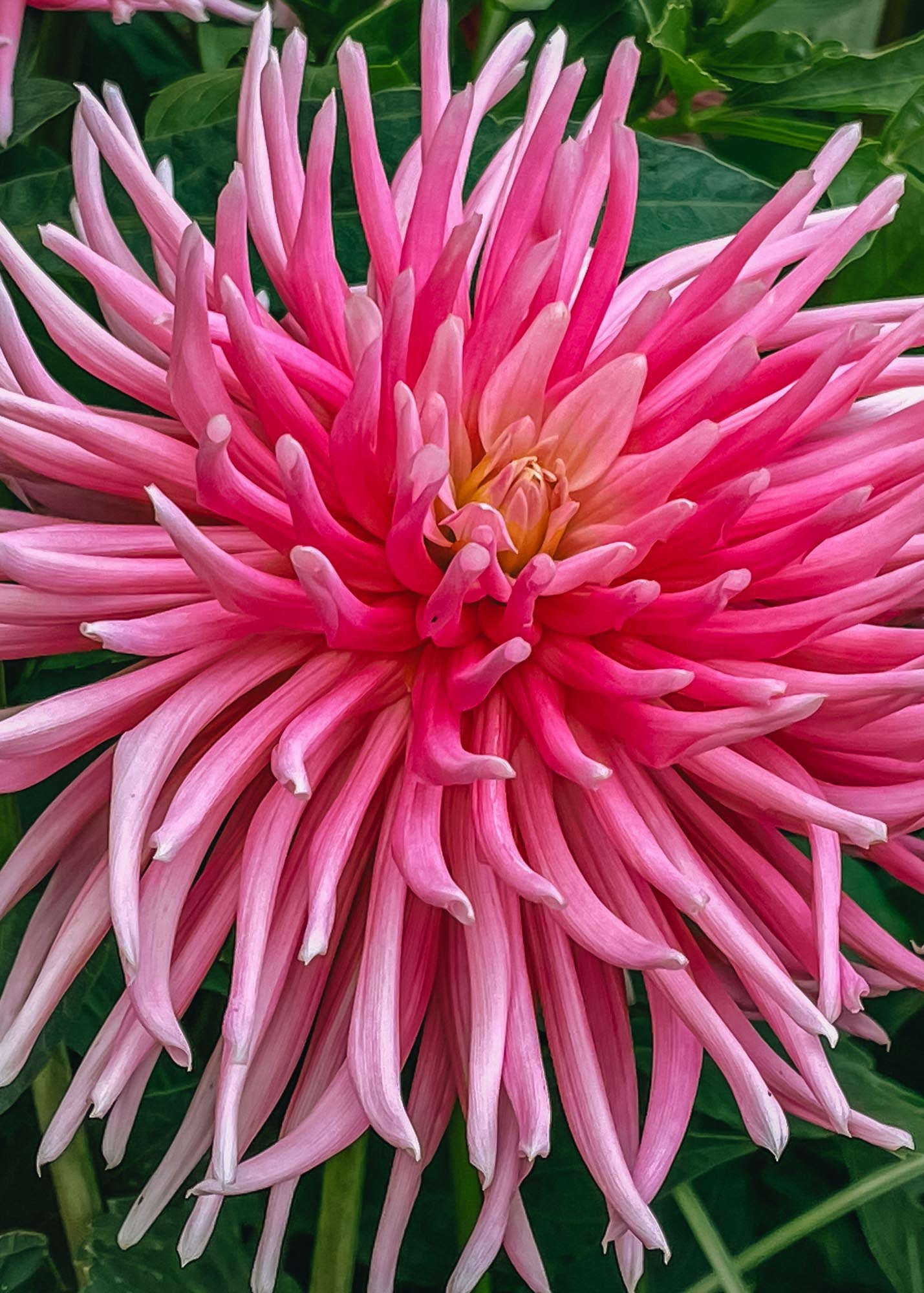 Taylors Bulbs Dahlia 'Park Princess' Tubers