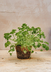 Berberis Parsley, Moss Curled, 1L