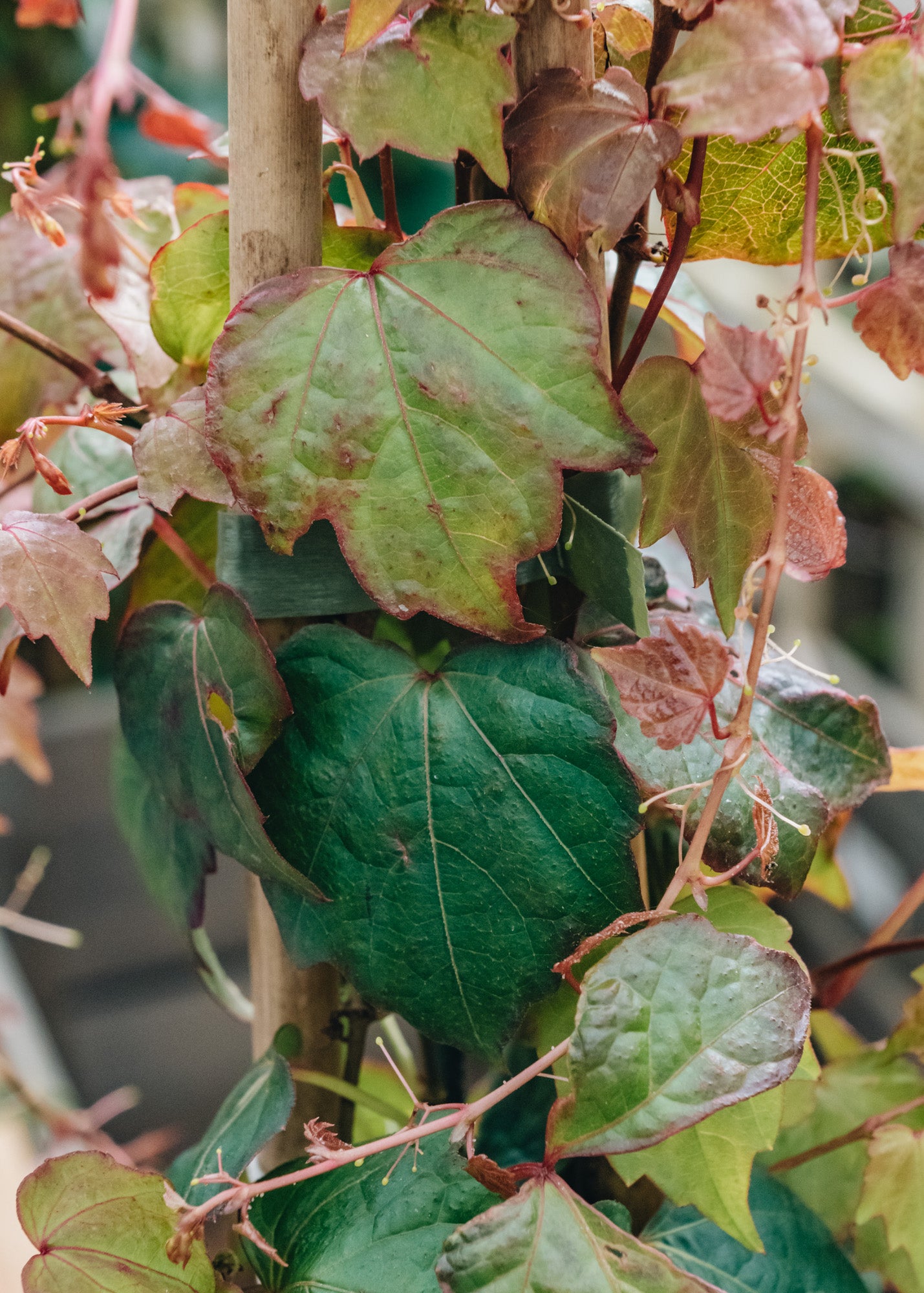 Convolvulus Parthenocissus tricuspidata Veitchii