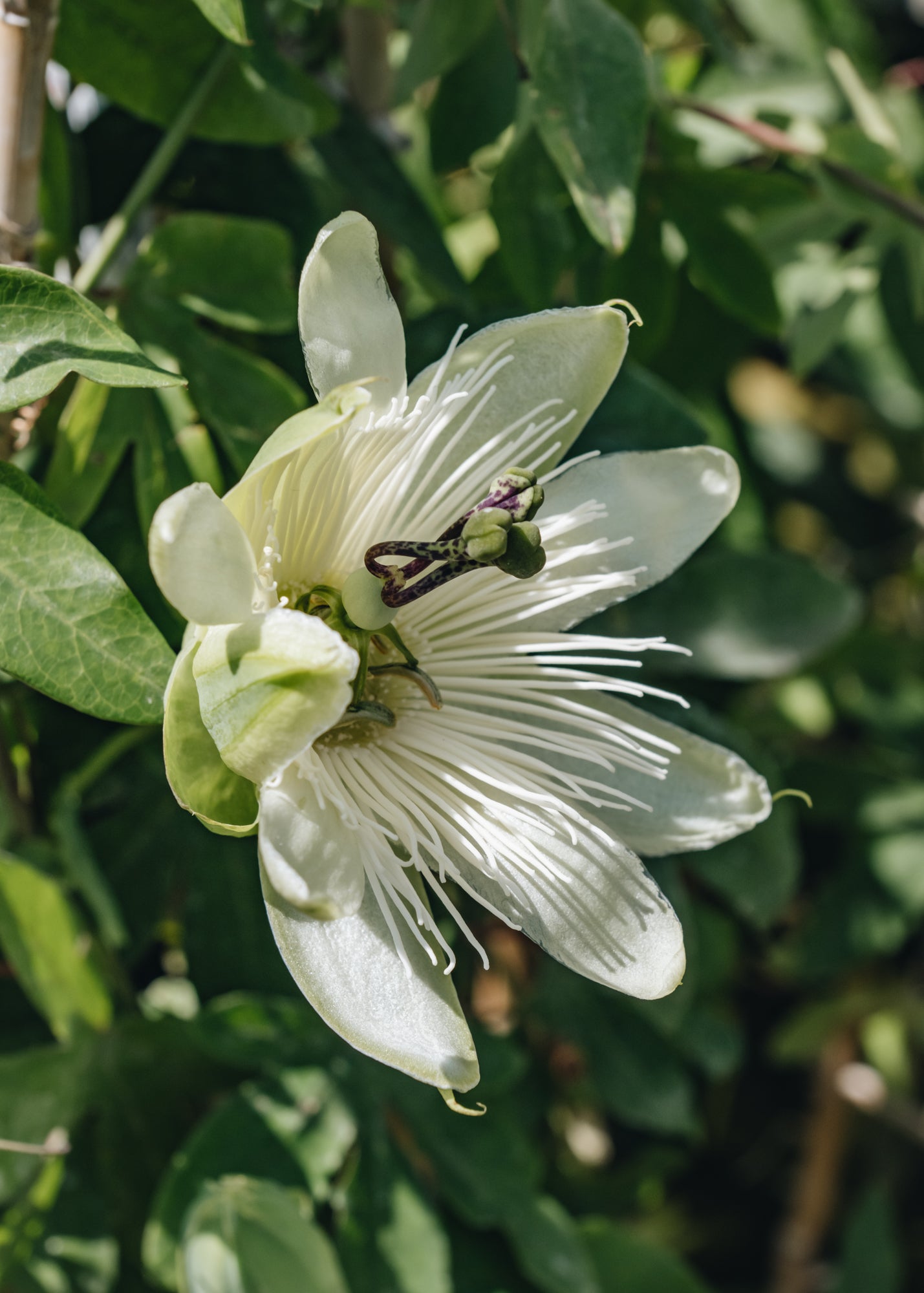 Passiflora Passiflora Snow Queen 3L