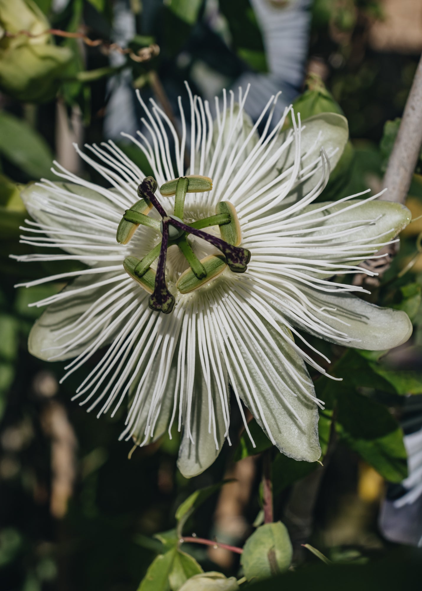 Passiflora Snow Queen 3L