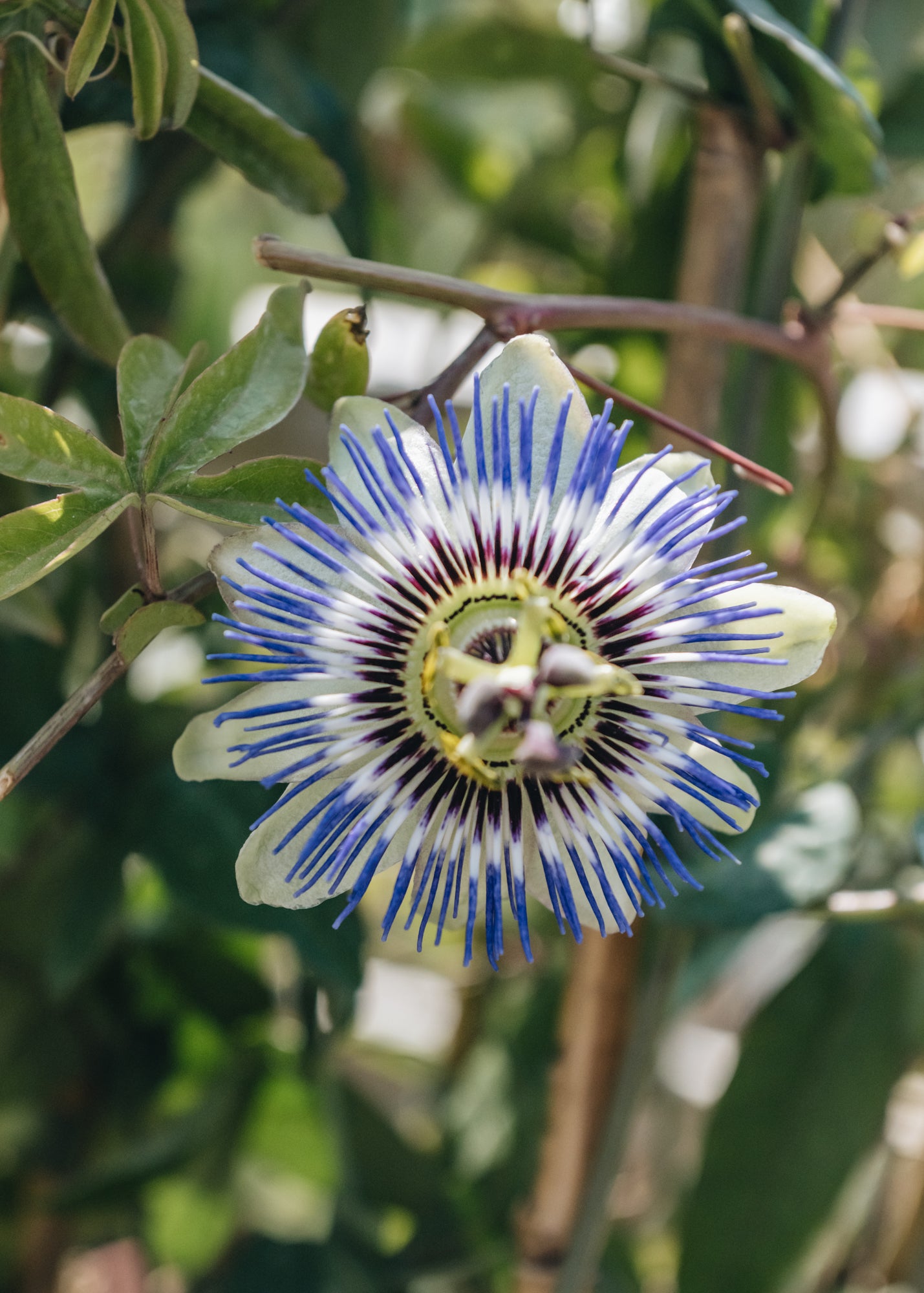 David Austin Roses Passiflora caerulea, 3L