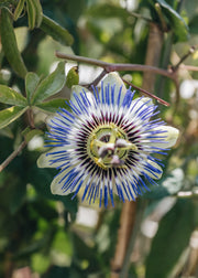 Passiflora caerulea