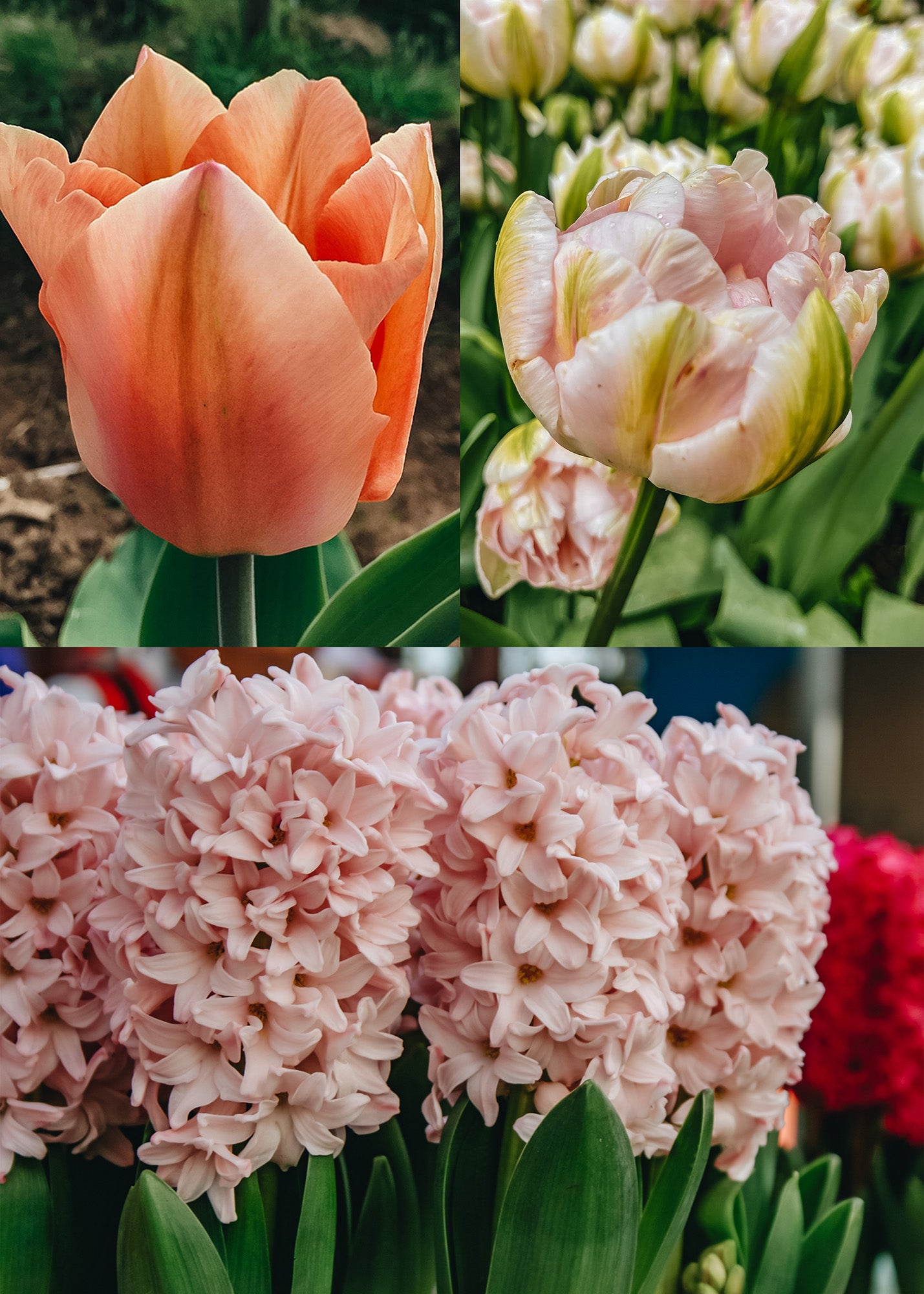 Pastel Tone Lasagne Planting Bulb Collection
