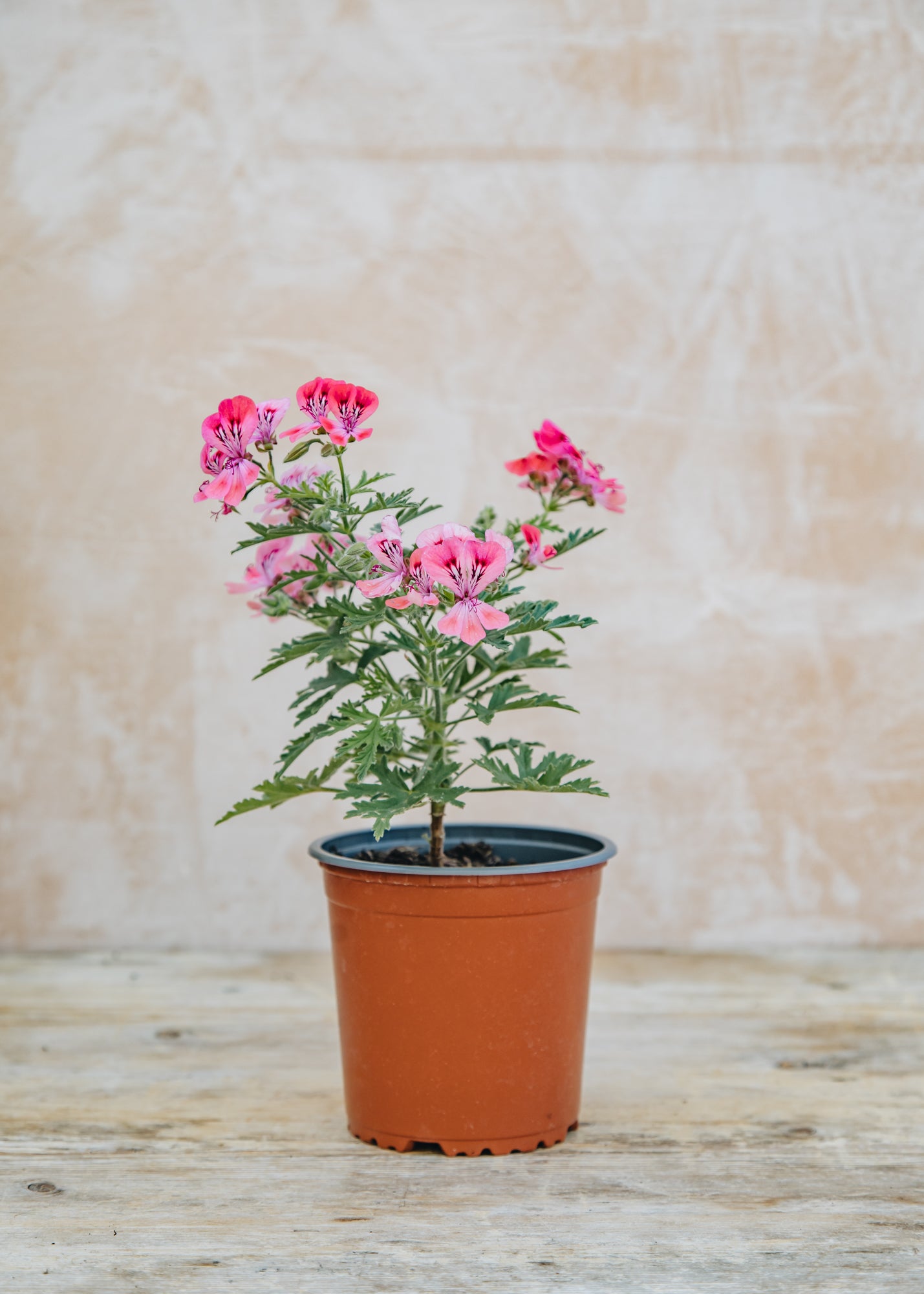 Fibrex Pelargonium Lara Sunshine