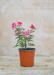 Fibrex Pelargonium Lara Sunshine