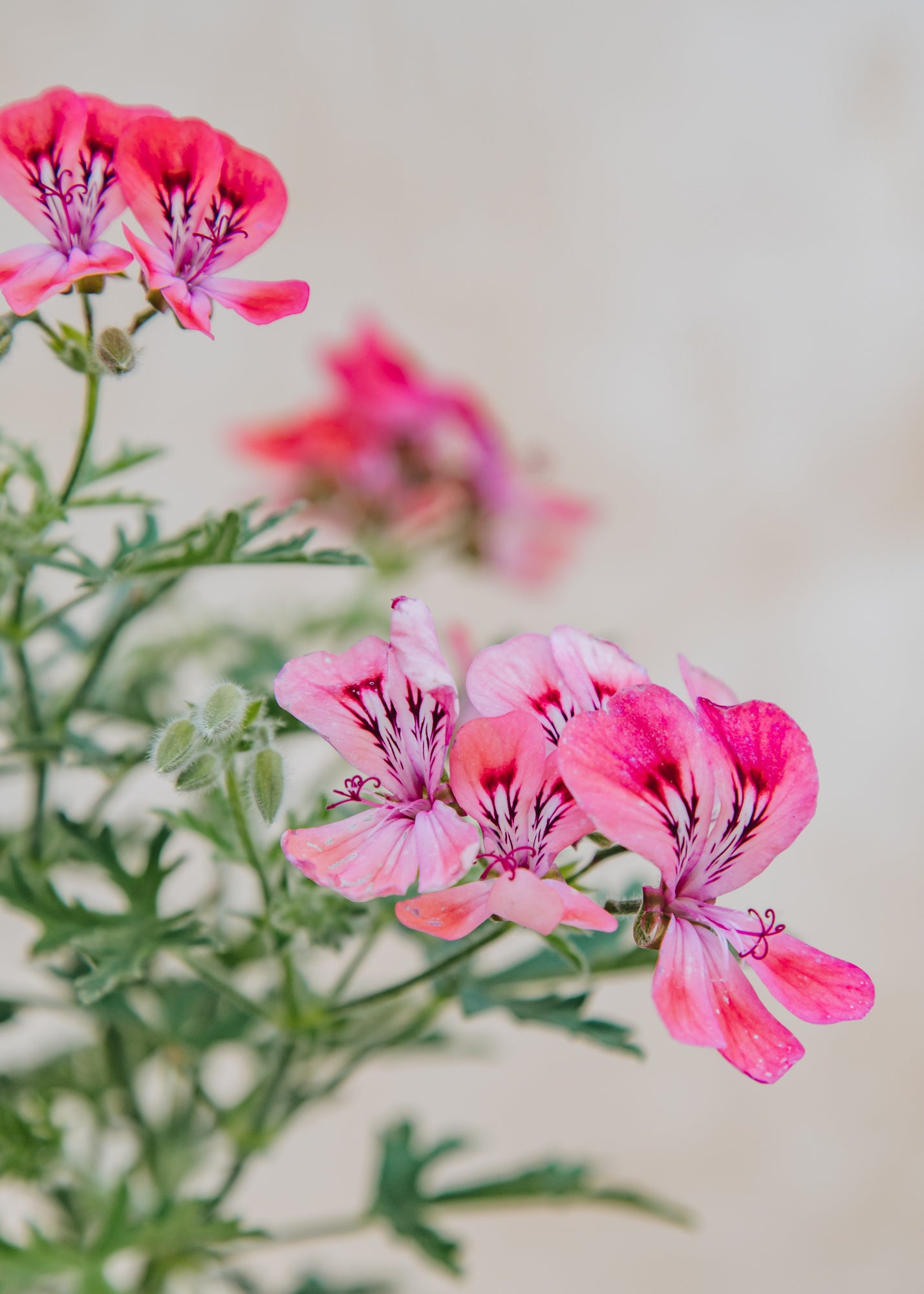 Fibrex Pelargonium Lara Sunshine