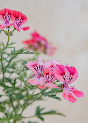 Fibrex Pelargonium Lara Sunshine