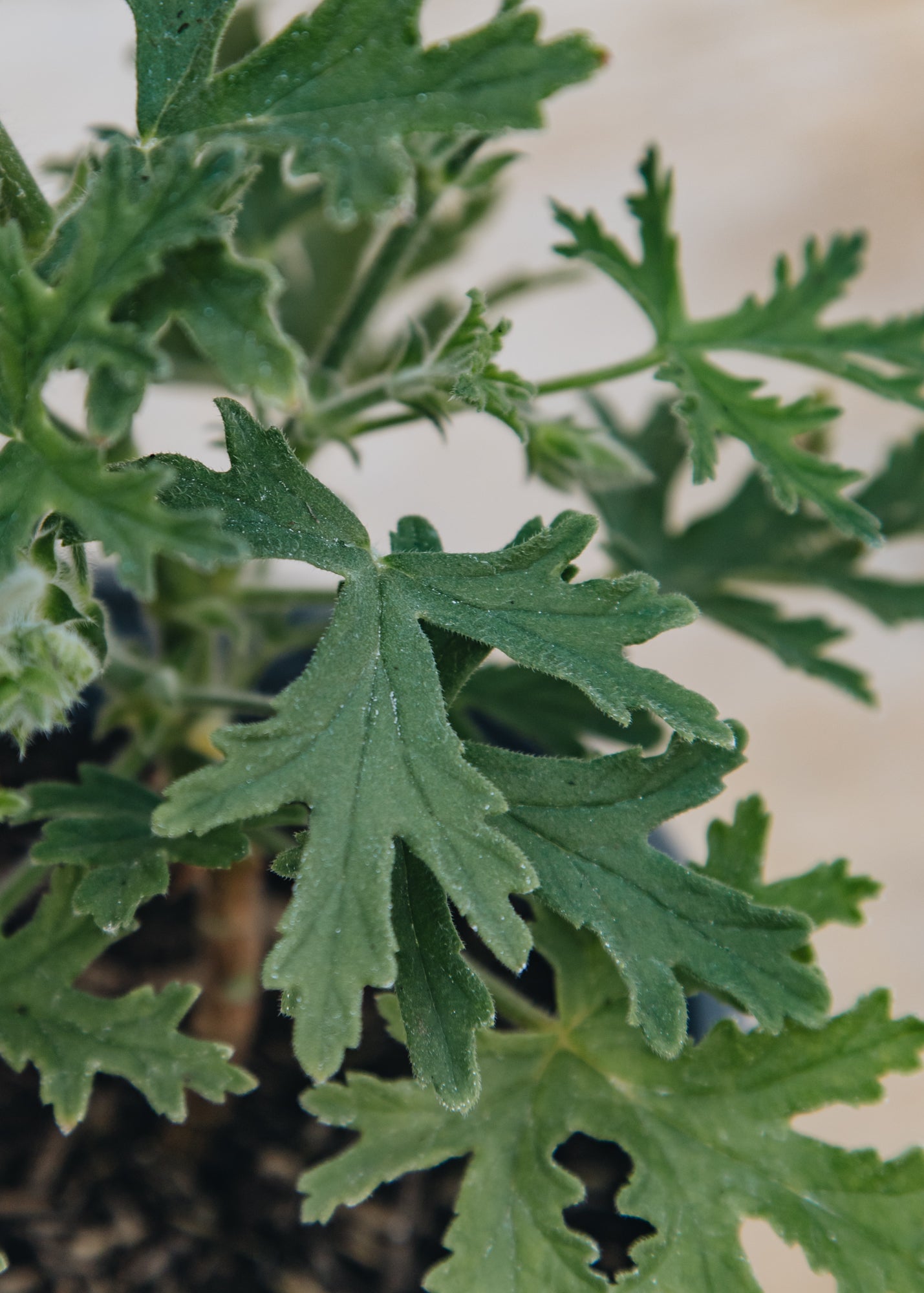 Fibrex Pelargonium Lara Sunshine
