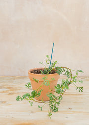 Pelargonium abrotanifolium in Terracotta Pot