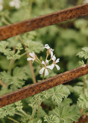 Fibrex Pelargonium 'Ardwick Cinnamon' in Terracotta Pot