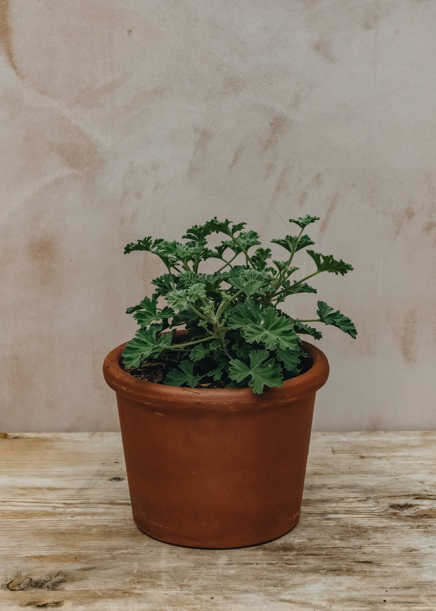 Pelargonium Ardwick Cinnamon in Terracotta Pot