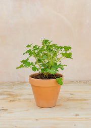 Pelargonium 'Ardwick Cinnamon' in Terracotta Pot