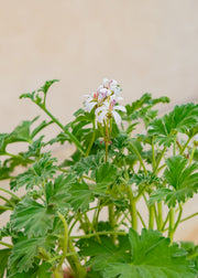 Fibrex Pelargonium 'Ardwick Cinnamon' in Terracotta Pot