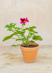 Pelargonium 'Ashby' in Terracotta Pot