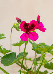 Fibrex Pelargonium 'Ashby' in Terracotta Pot