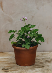 Pelargonium Attar of Roses in Terracotta Pot