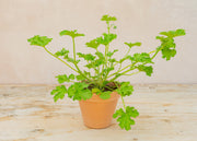 Pelargonium 'Attar of Roses' in Terracotta Pot