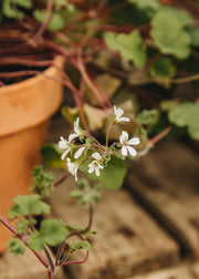 Fibrex Pelargonium australe 'Tasmanian Form' in Terracotta Pot