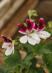 Fibrex Pelargonium 'Australian Mystery' in Terracotta Pot