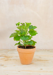 Hairy Pot Pelargonium 'Australian Mystery' in Terracotta Pot