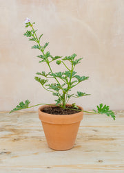Pelargonium 'Blandfordianum Album' in Terracotta Pot