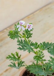 Fibrex Pelargonium 'Blandfordianum Album' in Terracotta Pot
