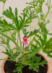 Fibrex Pelargonium ‘Blandfordianum Roseum’ in Terracotta Pot