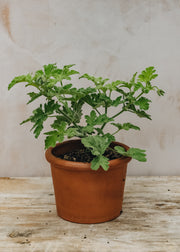 Pelargonium Boths Snowflake in Terracotta Pot