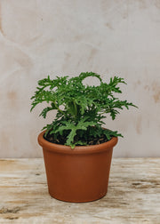 Pelargonium Candy Dancer in Terracotta Pot