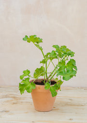 Pelargonium 'Capitatum' in Terracotta Pot