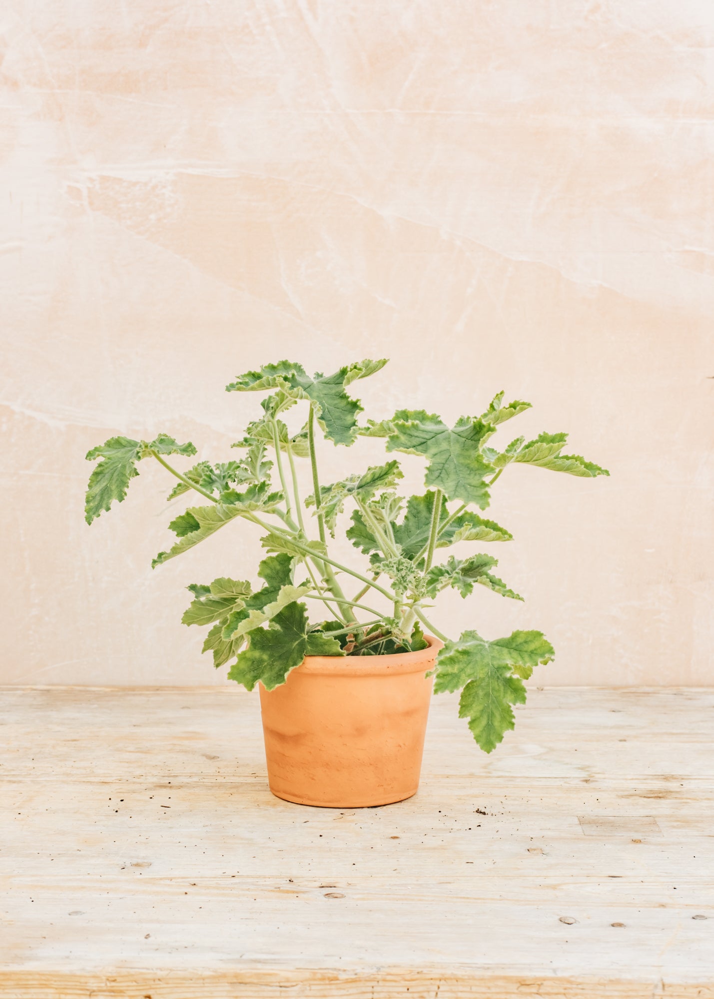 Bergs Potter Pelargonium Chocolate Peppermint in Terracotta Pot