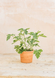 Bergs Potter Pelargonium Chocolate Peppermint in Terracotta Pot