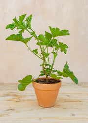 Hairy Pot Pelargonium 'Clorinda' in Terracotta Pot