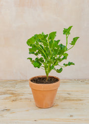 Hairy Pot Pelargonium 'Cola Bottles' (‘Torento’) in Terracotta Pot